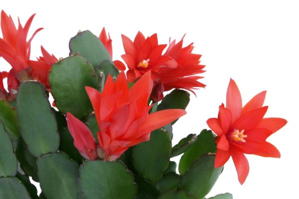 Why Are My Christmas Cactus Leaves Wrinkly? - Fertilizer and water quality
