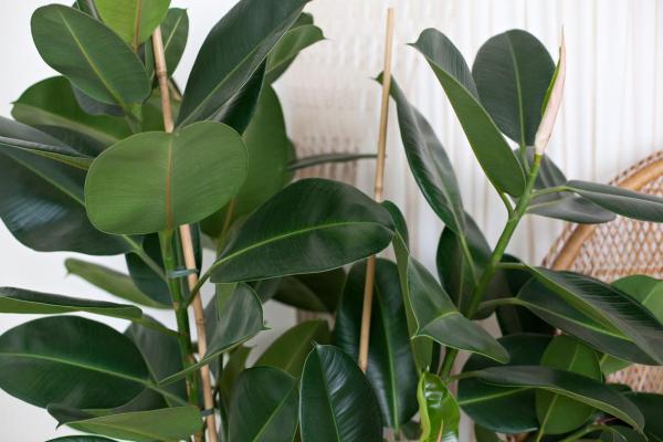 Large and Hardy Indoor Plants - Ficus