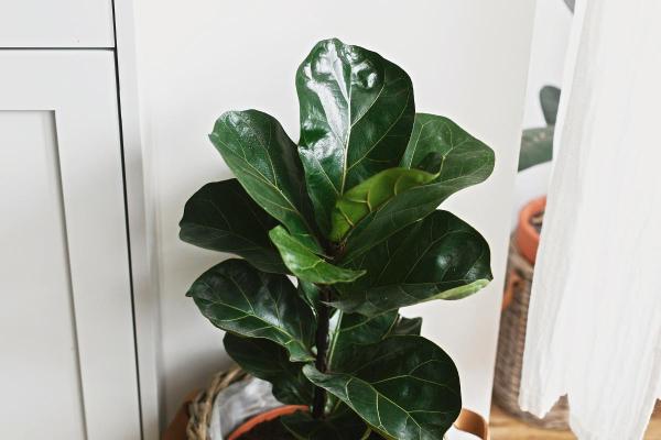 The Best Partial-Shade Plants - Fiddle-leaf fig