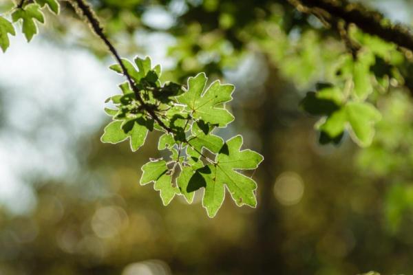 Types of Spanish Trees - With Photos - Field maple (Acer campestre)