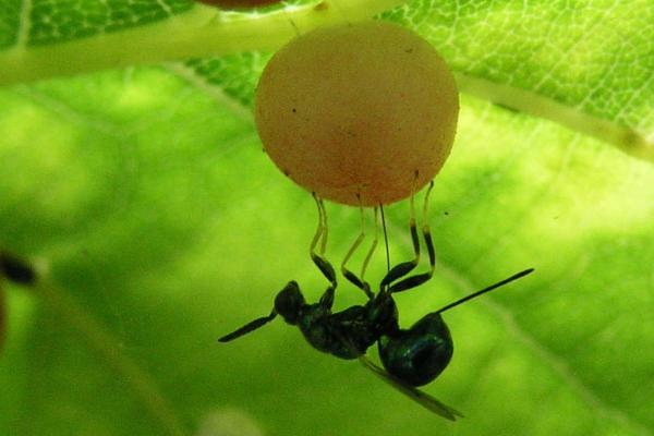 Types of Wasps and Hornets in Spain - Fig wasp (Blastophaga psenes)
