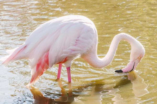 Different Types of Bird Beaks - Filter-feeding bird beaks
