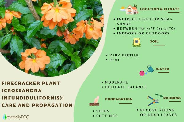 Firecracker Plant Care Guide