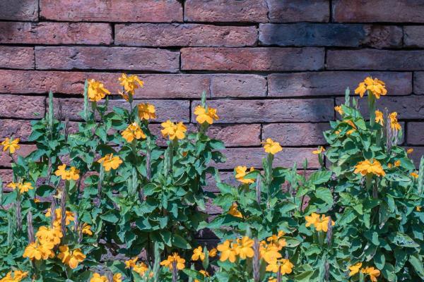 Firecracker Plant Care Guide - Firecracker plant characteristics