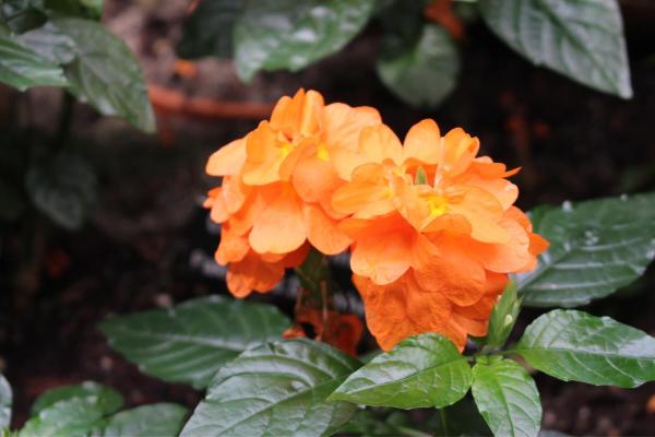 Firecracker Plant Care Guide - Firecracker plant propagation