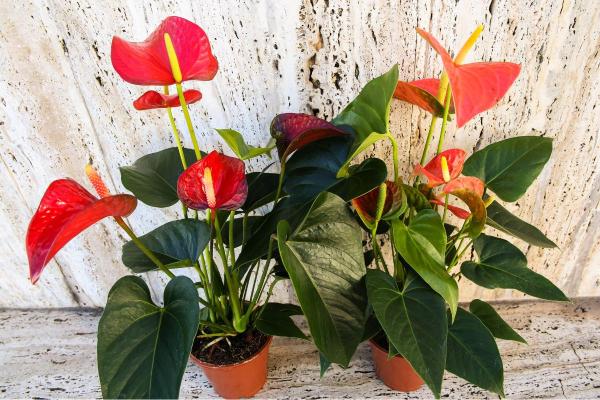 Best Plants for Dark Rooms - Flamingo flower (Anthurium andreanum)