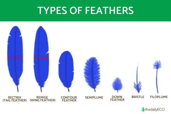 What Do Feathers Do? - 7 Functions & Benefits for Birds - Flight