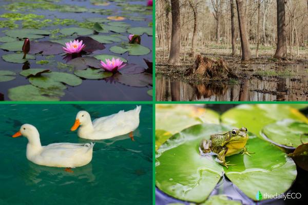 What Are Swamps? - Definition and Types - Flora and fauna of a swamp