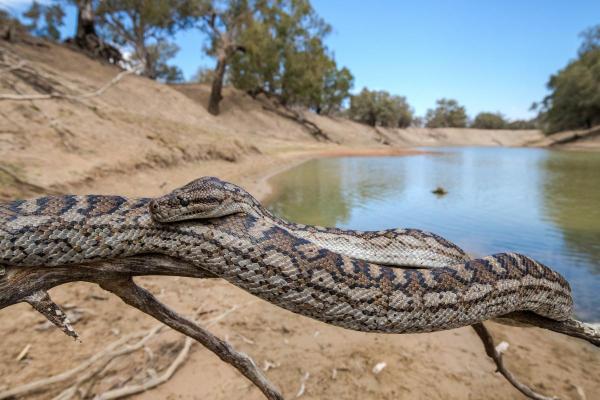What Is an Alluvial Plain? - Definition and Characteristics - Flora and fauna of alluvial plains