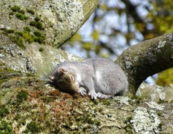 What Is a Continental Climate? - Flora and fauna of continental climate
