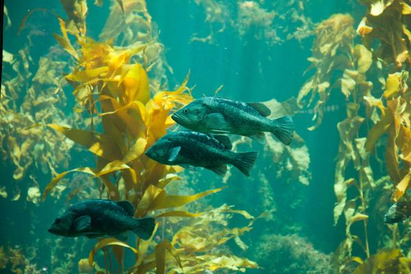 Kelp Forest Plants and Animals - Flora and fauna of kelp forests