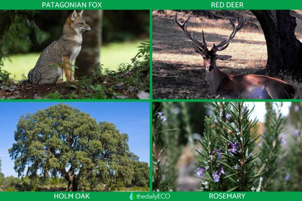 What Is a Sclerophyllous Forest? - Flora and fauna of sclerophyllous forests