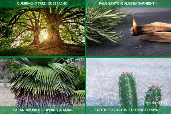 What Is the Gran Chaco? - Flora of the Chaco forest