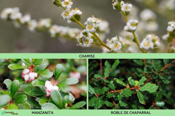 What is a Chaparral Biome? - Flora of the chaparral biome