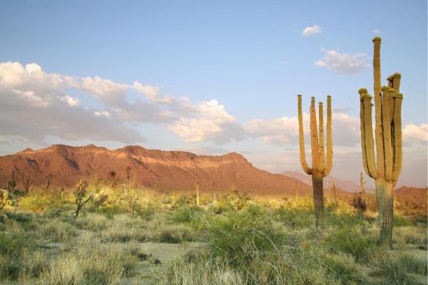 What Is the Climate in the Desert Like? - Flora of the desert climate