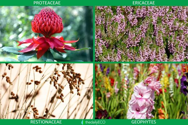 What Is the Fynbos Biome? - Flora of the fynbos biome