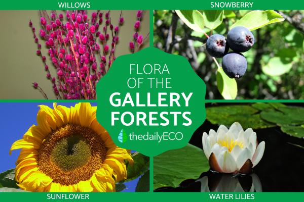 What Is A Gallery Forest? - Flora of the gallery forests