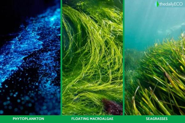 What Is the Pelagic Zone in the Ocean? - Flora of the pelagic zone