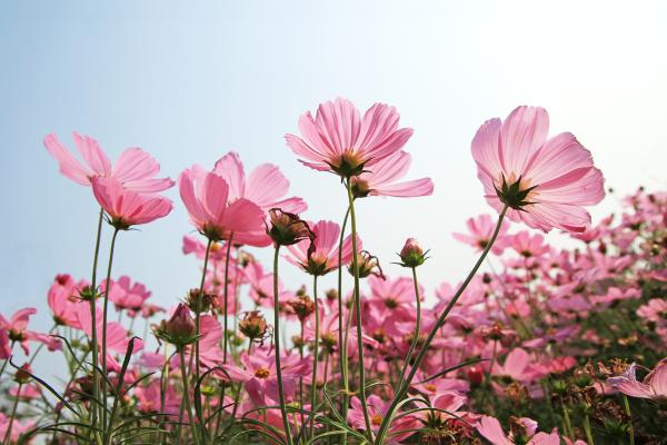 Parts of a Plant and Their Functions - Flower