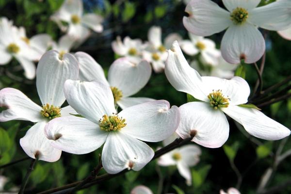 Flowers That Bloom in April - Flowering dogwood (Cornus florida)