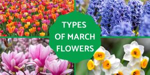 Flowers in Season in March