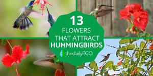 Flowers That Attract Hummingbirds