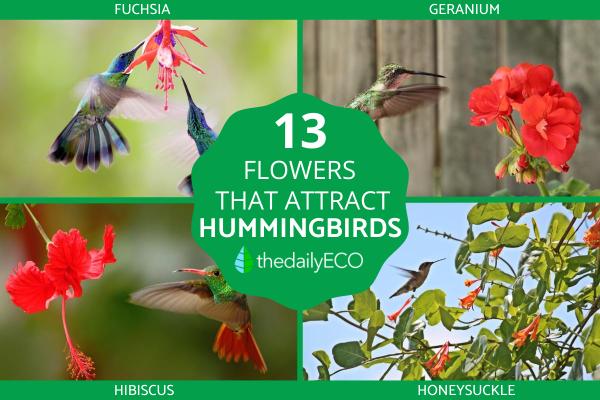 Flowers That Attract Hummingbirds