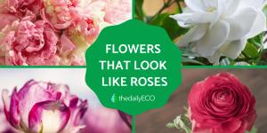 Flowers That Look Like Roses