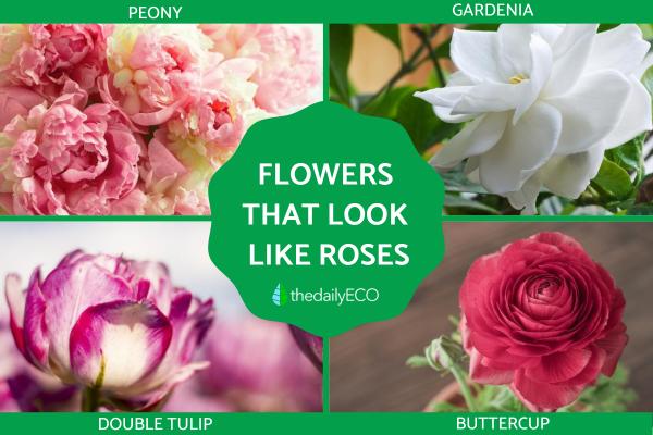 Flowers That Look Like Roses