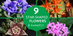 Flowers That Look Like Stars