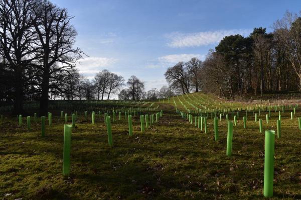 What Is Agroforestry and Its Benefits? - Forest farming