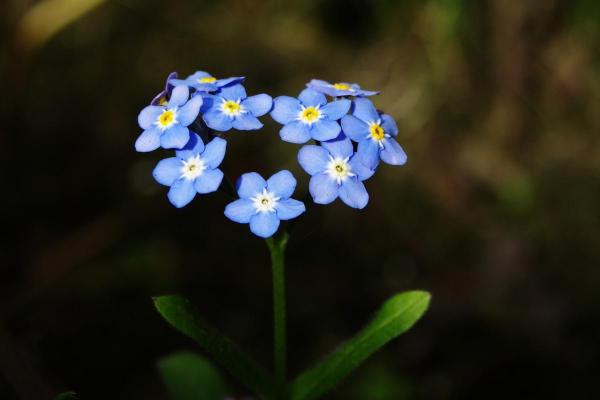 Best Outdoor Plants That Enjoy Shade - Forget-me-not (Myosotis spp.)