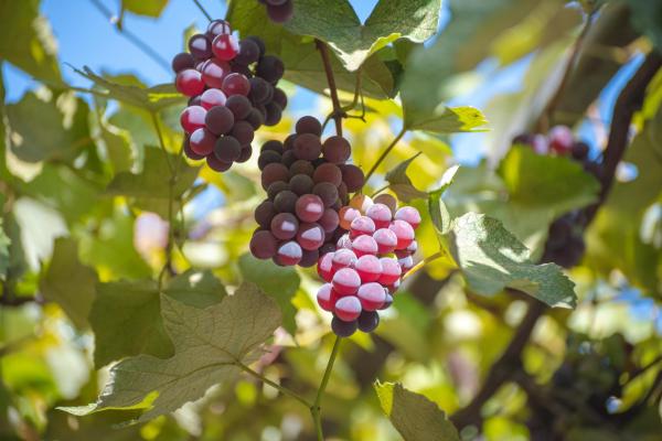 Different Types of Grapes for Eating and Drinking - Fox grape (Vitis labrusca)