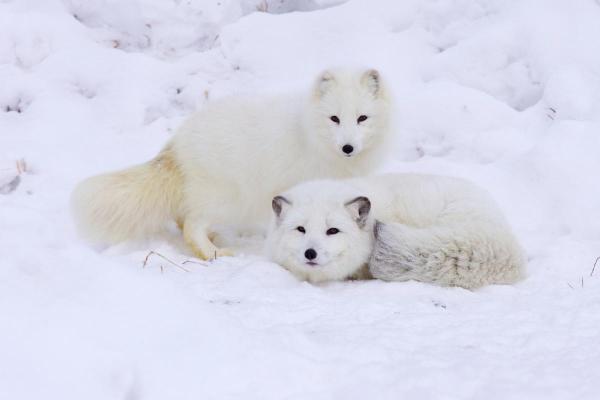 10 Fun Facts About Foxes You Didn’t Know - Foxes exist in 37 species worldwide