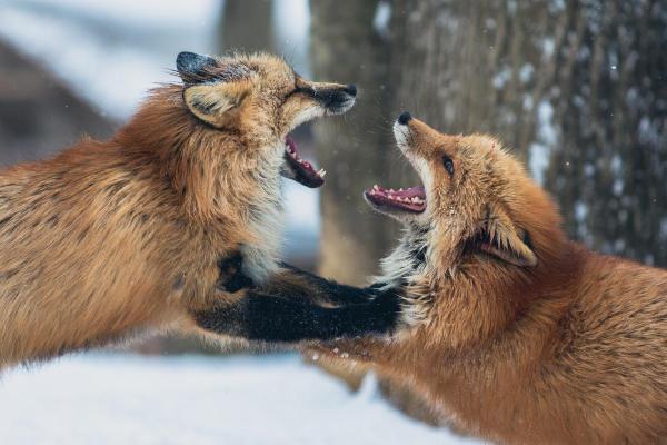 10 Fun Facts About Foxes You Didn’t Know - Foxes make 28 different sounds