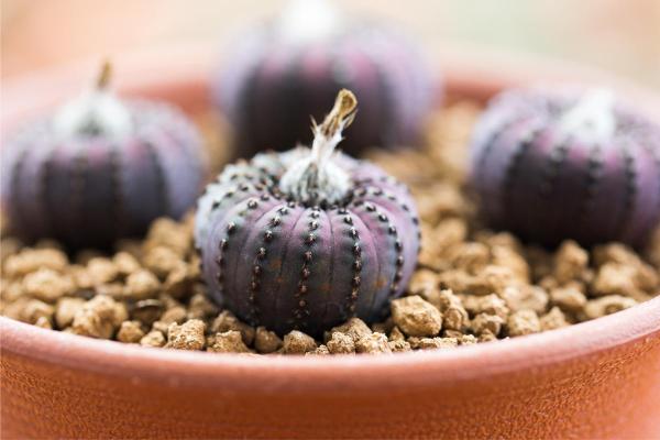 Types of Small Cactus Plants for Pots - Frailea castanea