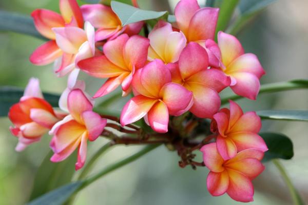 10 Flowers That Bloom in May - Frangipani (Plumeria rubra)