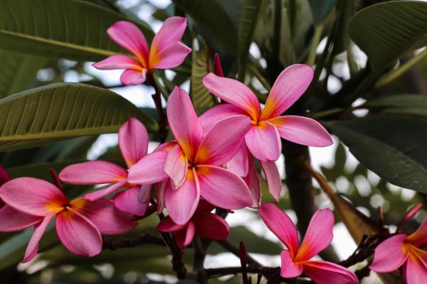 Fruit Trees That Have Pink Flowers - Frangipani (Plumeria rubra)