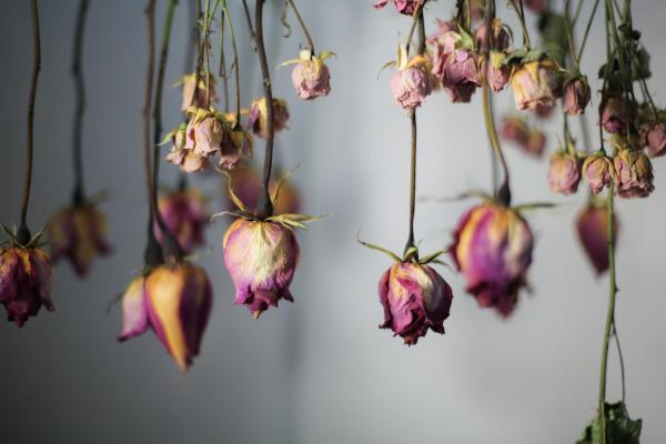 Best Ways to Preserve Flowers - Freeze-drying
