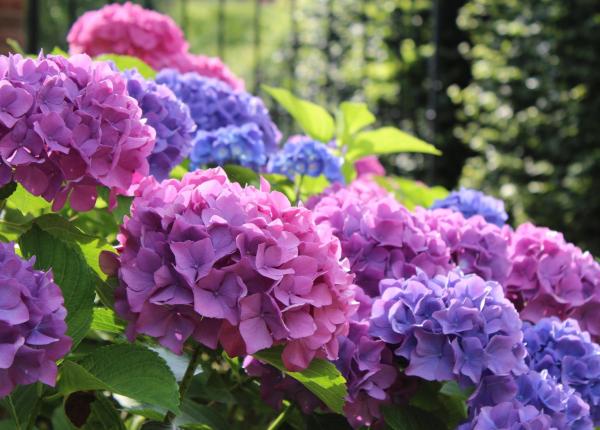 What Are the Different Types of Hydrangeas? - French hydrangea (Hydrangea macrophylla)