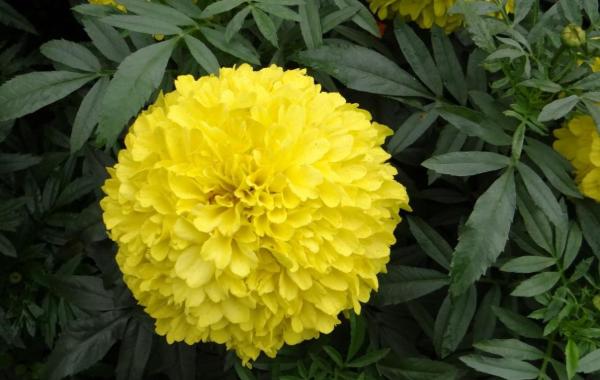 Plants That Repel Mosquitoes - French marigold (Tagete erecta)