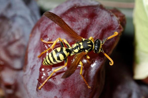 Types of Wasps and Hornets in Spain - French wasp (Polistes gallicus)