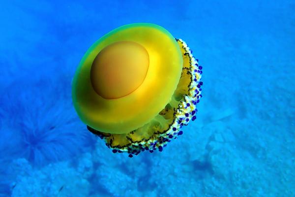 Types of Non-Stinging Jellyfish - Fried egg jellyfish