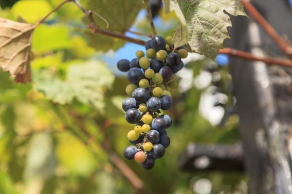 Different Types of Grapes for Eating and Drinking - Frost grape (Vitis riparia)