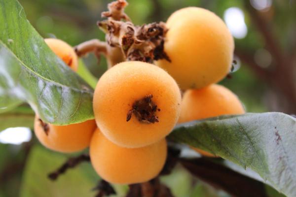 Parts of a Plant and Their Functions - Fruit
