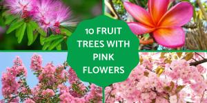 Fruit Trees That Have Pink Flowers