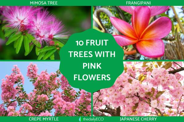Fruit Trees That Have Pink Flowers