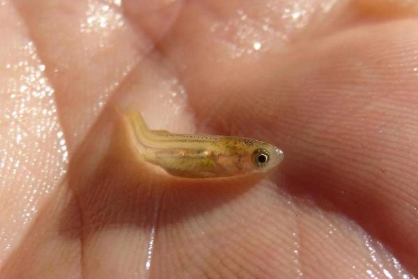 How Do Fish Grow? - Fish Life Cycle - Fry stage