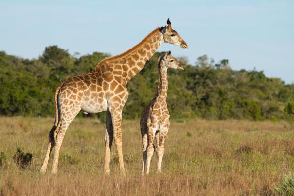 How Do Giraffes Sleep? - Fun fact about giraffes