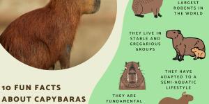 Fun Facts About Capybaras